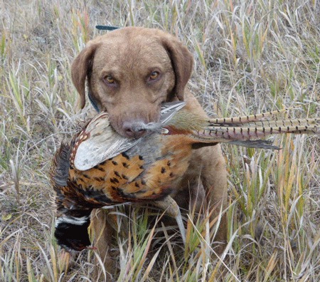 Jago with a pheasant