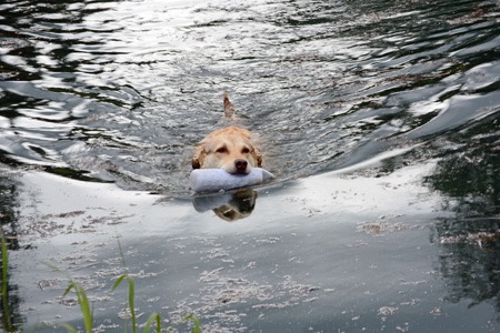 Tazzy retrieving a bumper