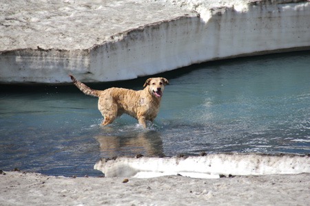 Contemplating a cooling swim in the 33 degree water