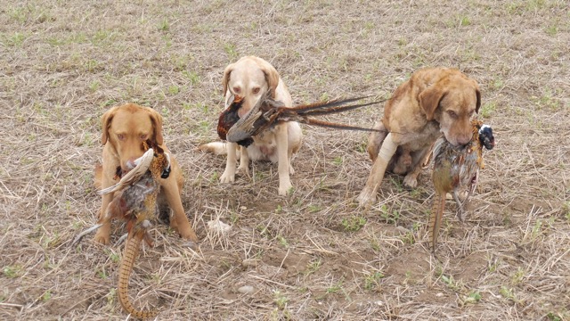 Pheasants in Montana in 2019