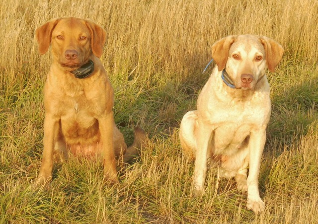 Ivishak and Nizina