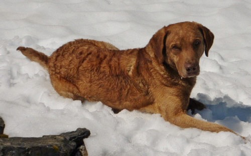 Jago on the glacier