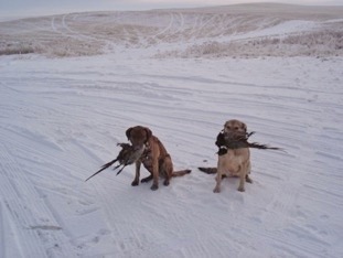 Jago and Tazzy hunting pheasants in Montana at -1F