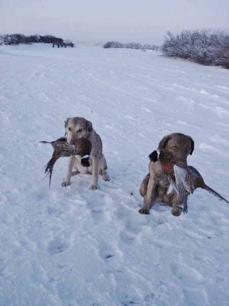 Hunting pheasant in North Dakota